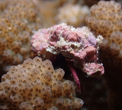 Calcinus haigae