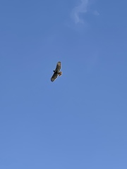 Buteo jamaicensis