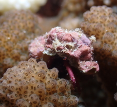 Calcinus haigae