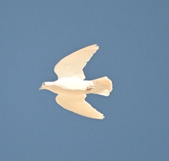 Columba livia domestica