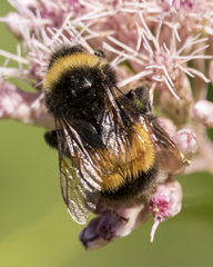 Bombus terricola image