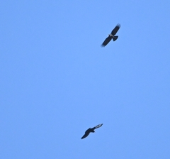 Pyrrhocorax pyrrhocorax