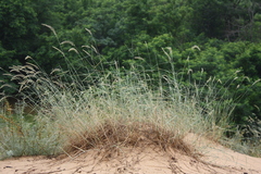 Agropyron dasyanthum