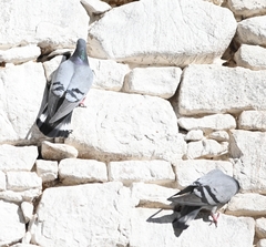 Columba rupestris