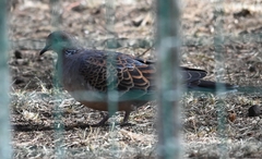 Streptopelia orientalis