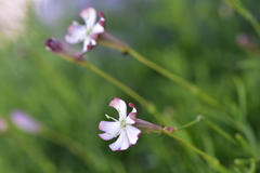 Silene saxifraga