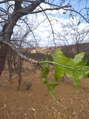 Cnidoscolus quercifolius