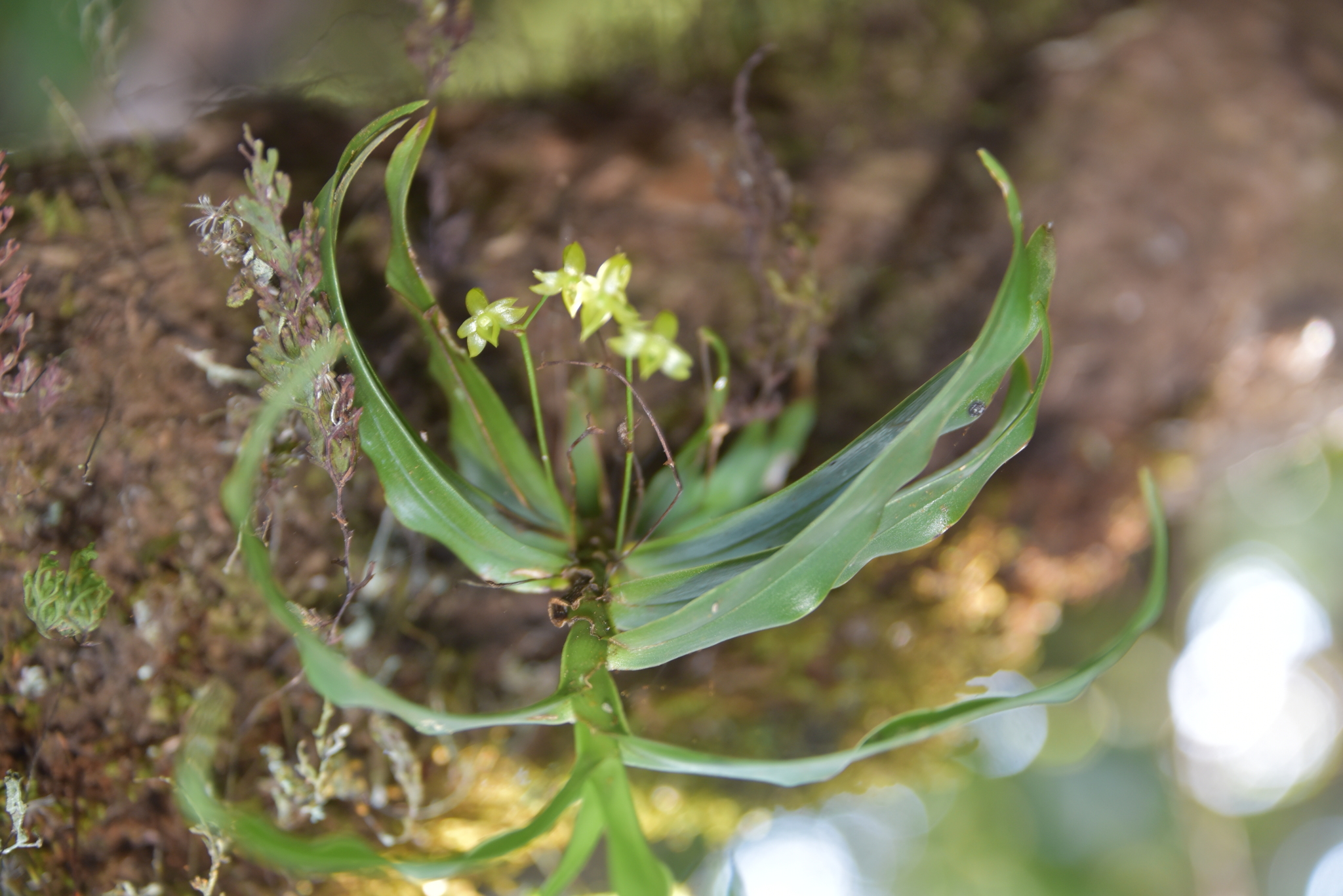 Angraecum dupontii Pailler 2