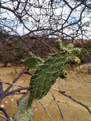 Tacinga palmadora