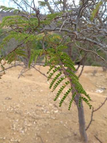 Cenostigma microphyllum · iNaturalist