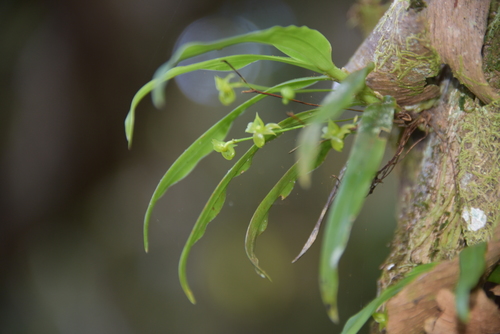 Angraecum dupontii image