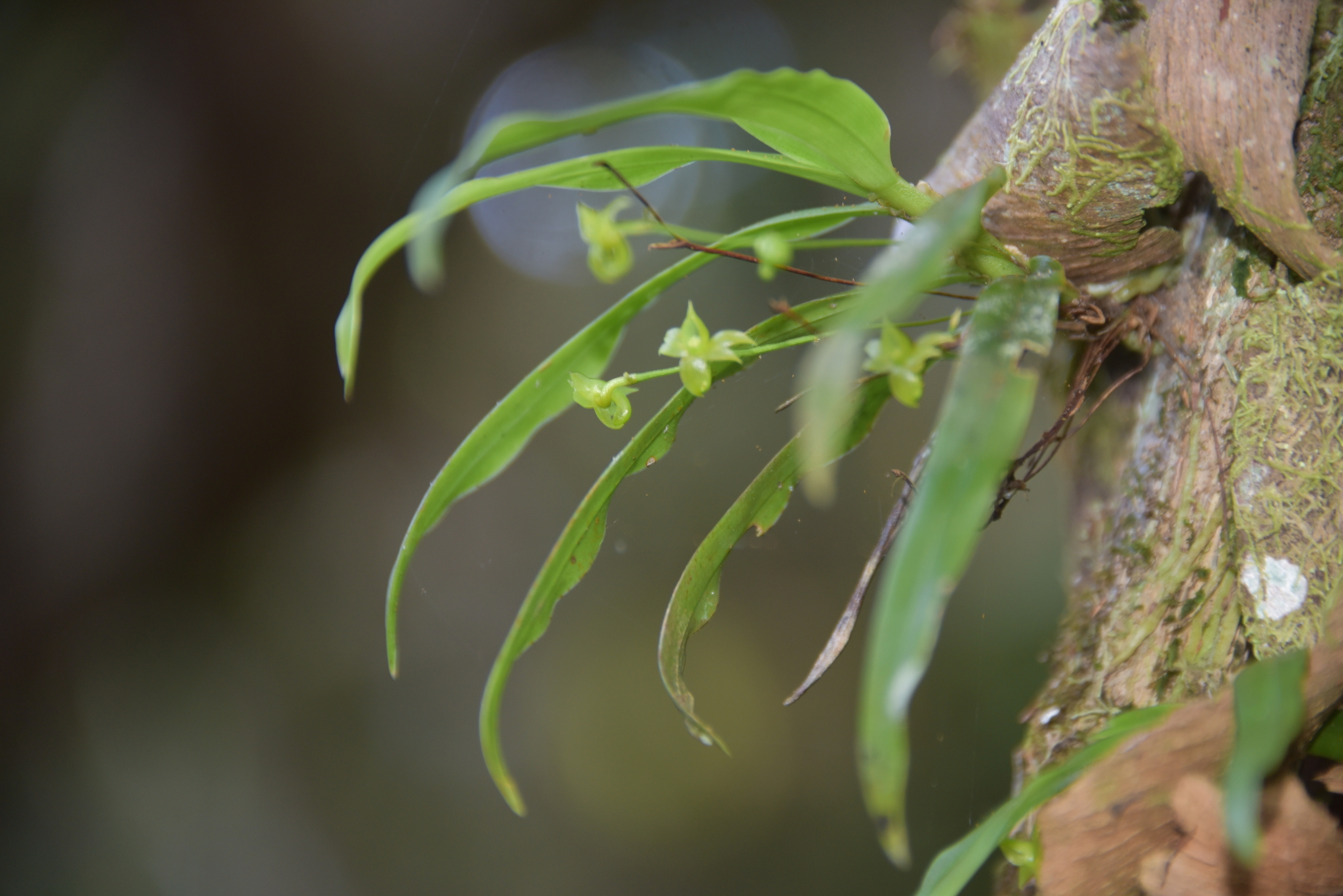Angraecum dupontii Pailler
