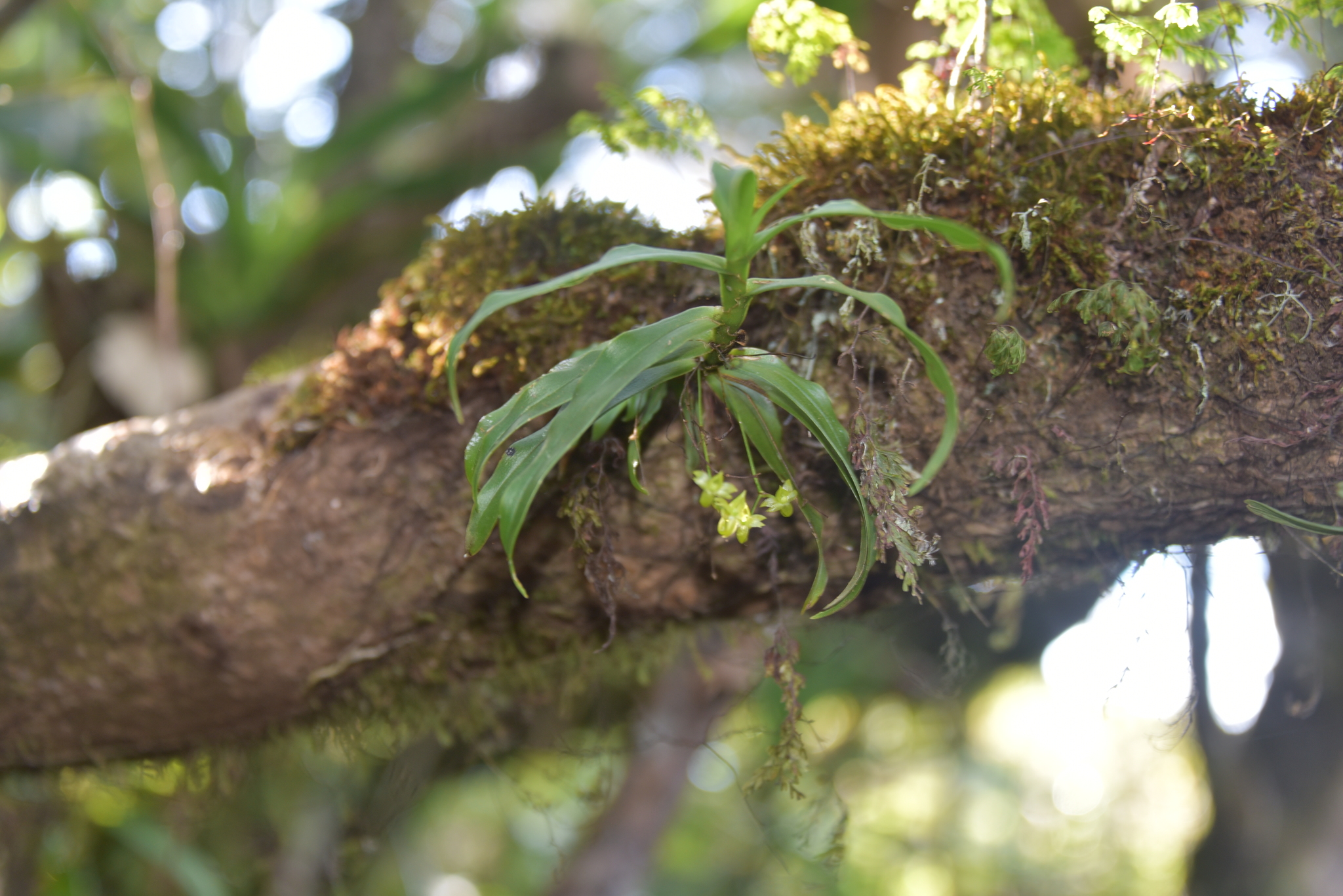 Angraecum dupontii Pailler 4