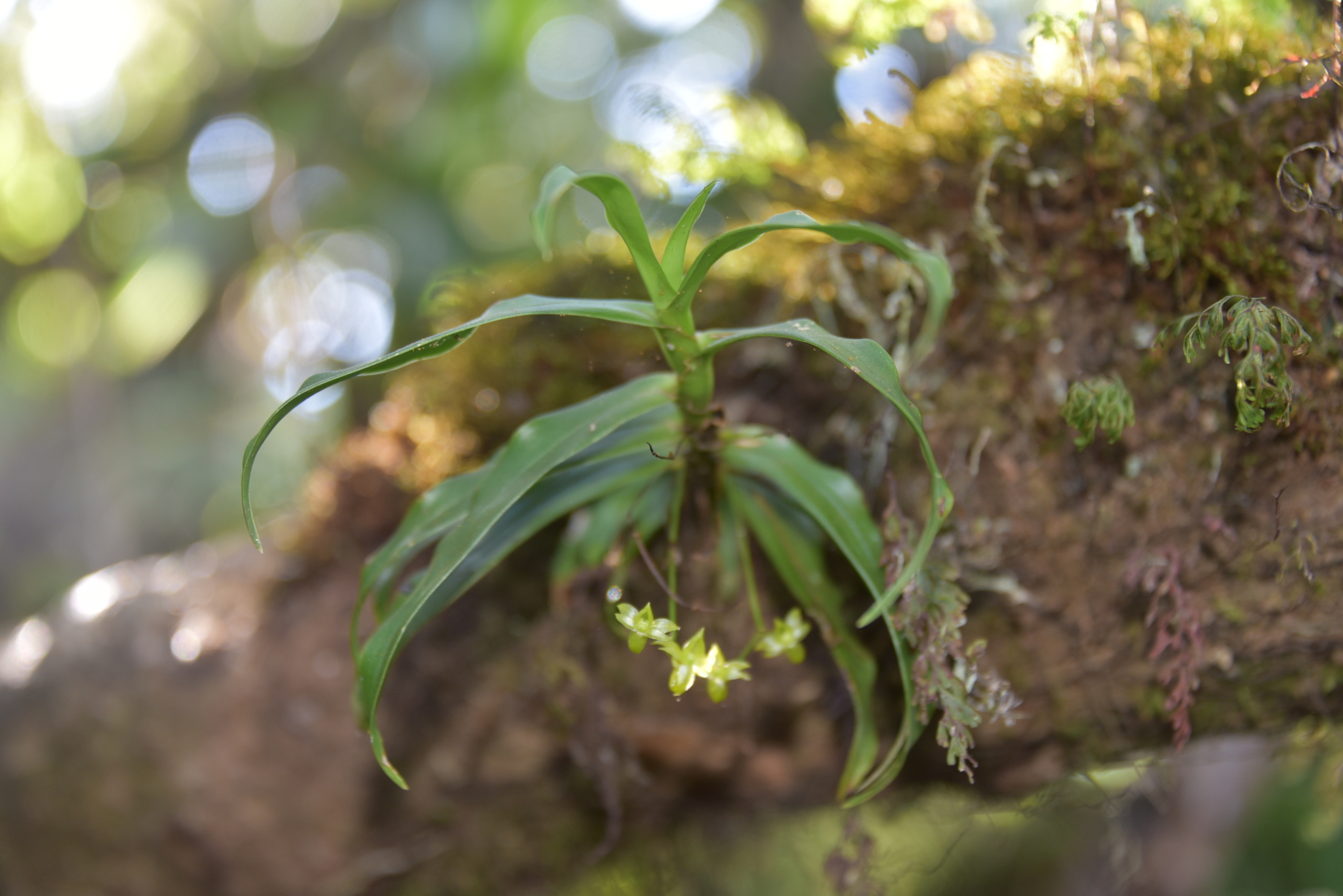 Angraecum dupontii Pailler 3