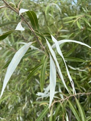 Salix mucronata woodii