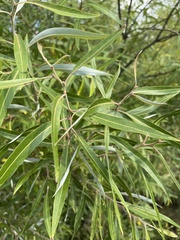 Salix mucronata woodii