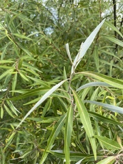 Salix mucronata woodii