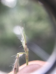 Andropogon chinensis