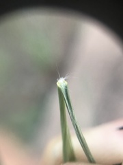 Andropogon chinensis