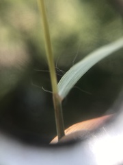 Andropogon chinensis