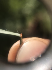 Andropogon chinensis