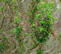 Barleria spinosissima