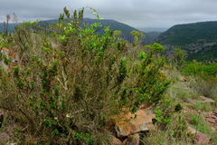 Barleria spinosissima