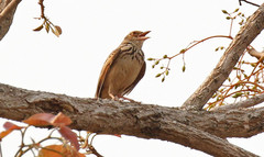 Mirafra erythrocephala