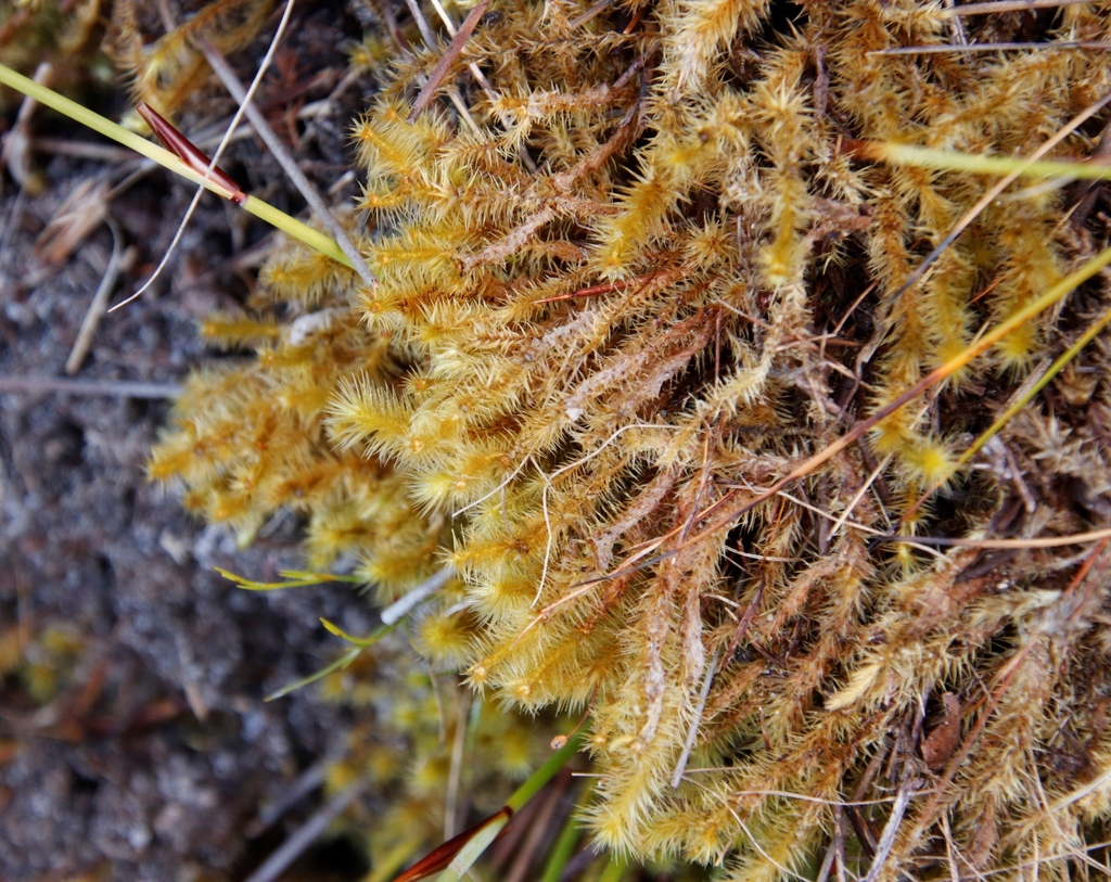 Breutelia tabularis