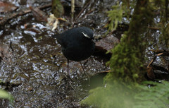 Brachypteryx cruralis