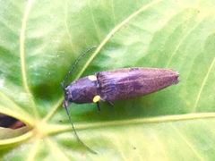 Ignelater havaniensis