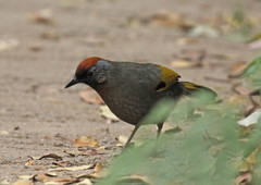 Trochalopteron melanostigma