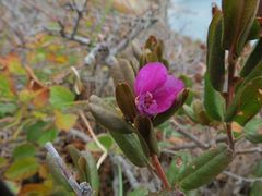 Rhododendron sichotense