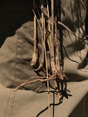 Andropogon chinensis