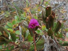 Rhododendron sichotense