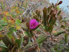 Rhododendron sichotense