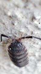 Porcellio hoffmannseggii