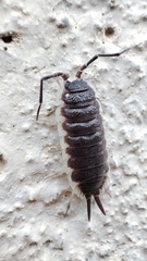Porcellio hoffmannseggii