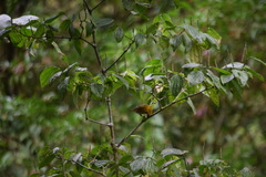 Caryothraustes poliogaster