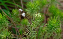 Eriocephalus longifolius