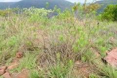 Eriocephalus longifolius