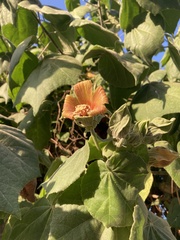 Hibiscus clypeatus