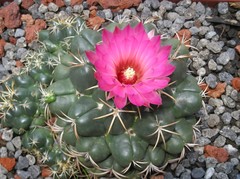 Coryphantha elephantidens