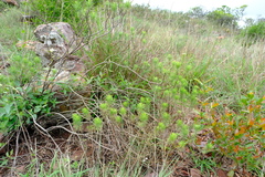 Eriocephalus longifolius