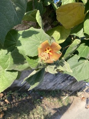 Hibiscus clypeatus
