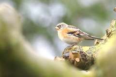 Fringilla montifringilla