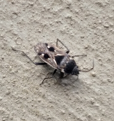 Caprochromus moerens