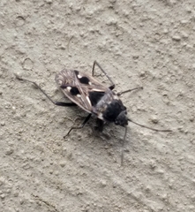 Caprochromus moerens