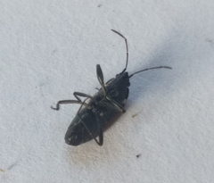 Caprochromus moerens