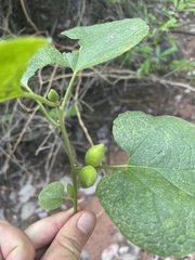 Pyrenacantha grandiflora